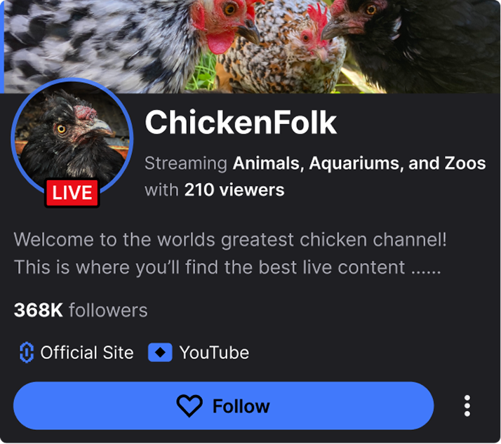 Final hover card design showing the ChickenFolk channel: avatar, category, viewer count, description, and a follow button over the live video.